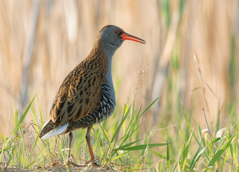 Rallus aquaticus