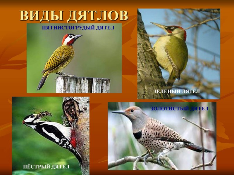 Виды Дятлов фото и названия