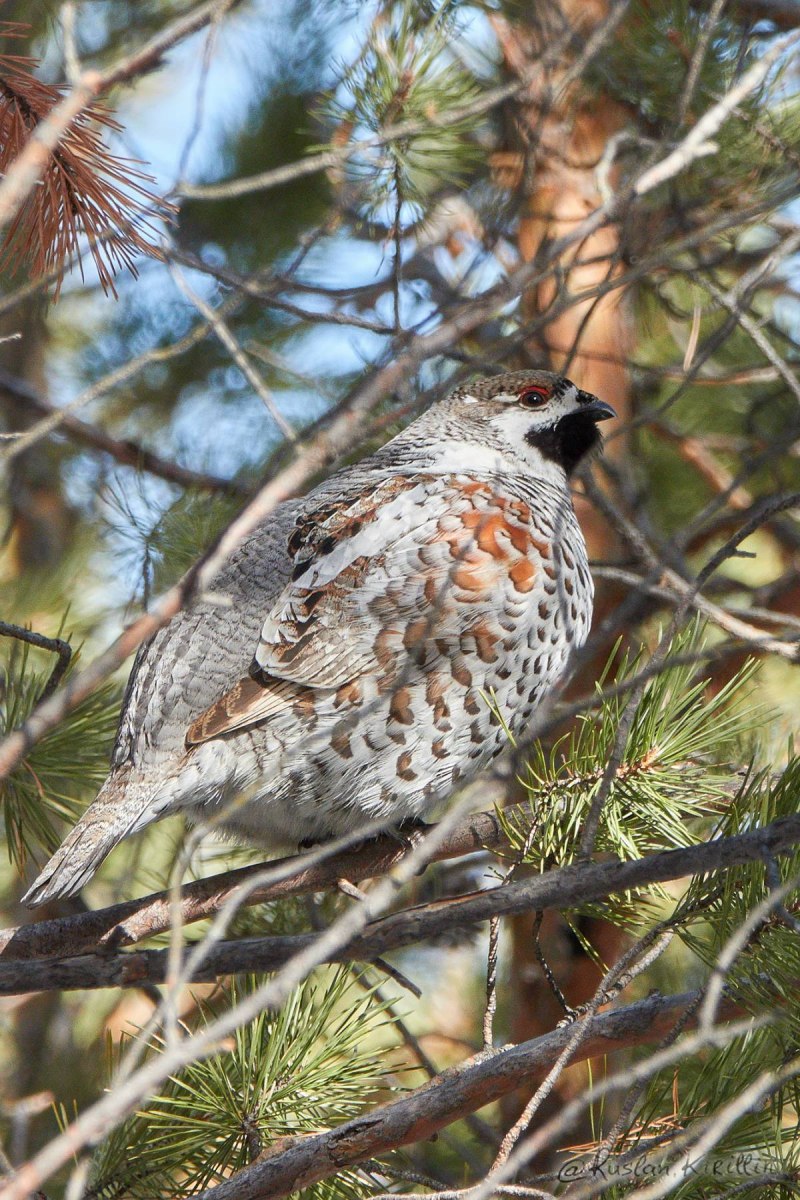 Fringilla COELEBS