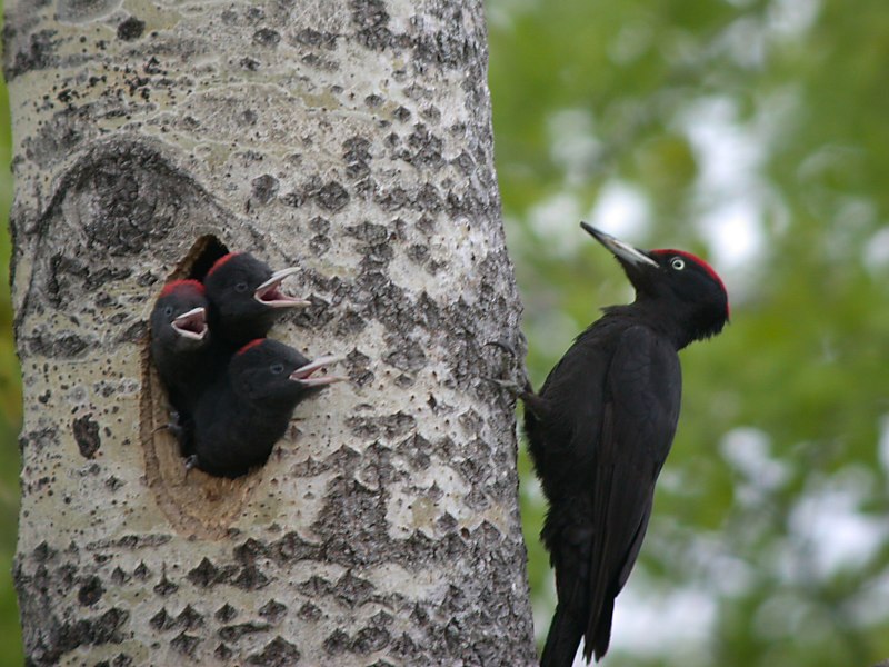 Picus viridis (зеленый дятел)