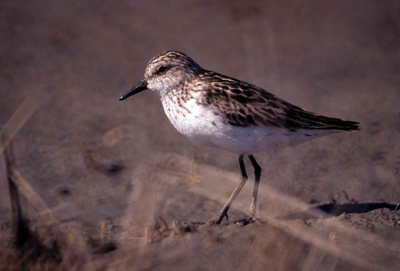 Calidris pusilla