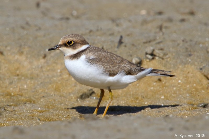 Calidris ptilocnemis