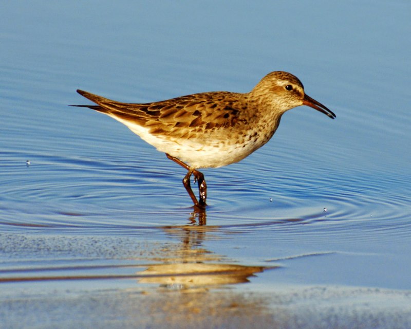 Calidris ruficollis