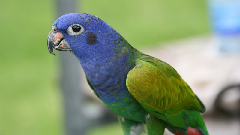 Pionus menstruus)