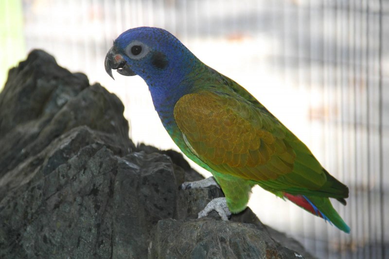 Atelornis pittoides