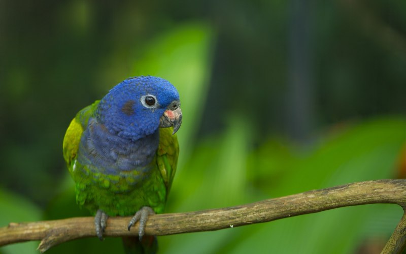 Pionus menstruus)