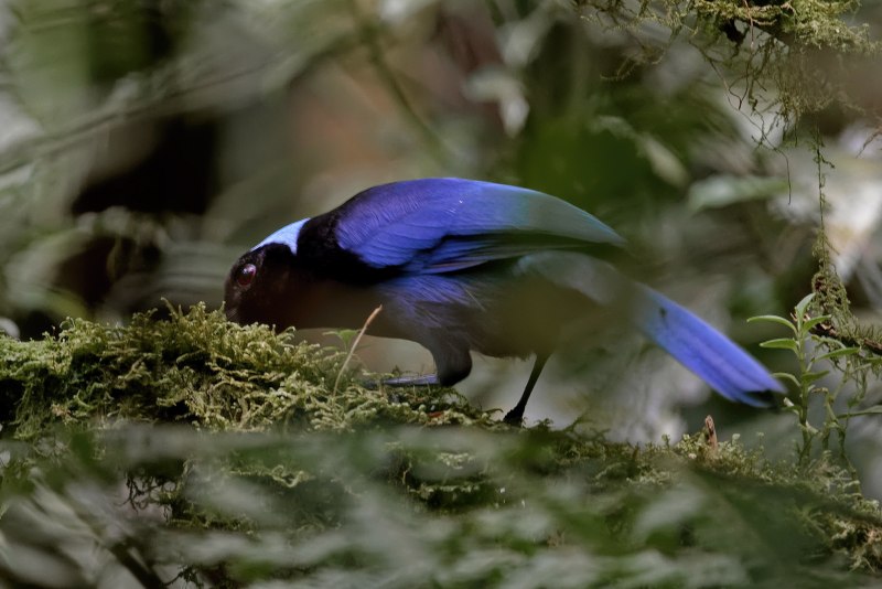 Pionus menstruus)
