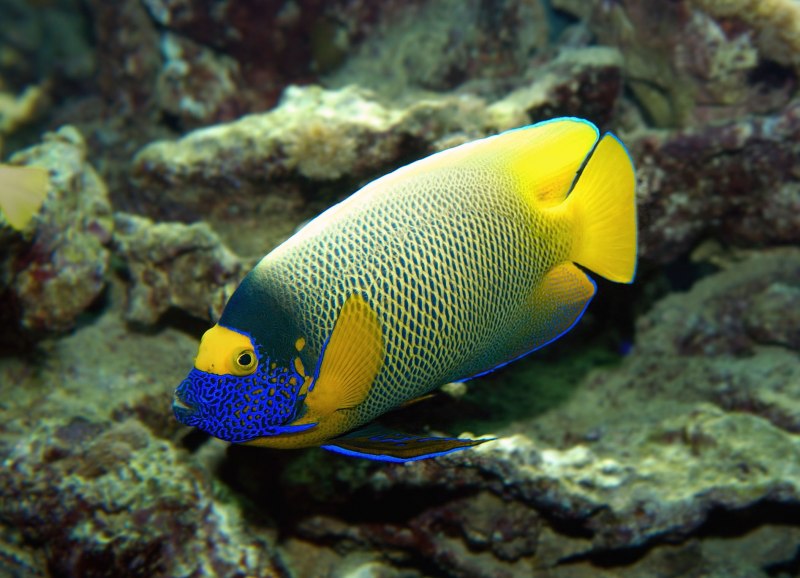 Thalassoma bifasciatum