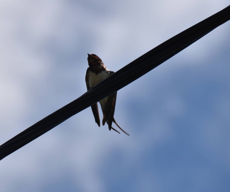 Деревенская Ласточка – Hirundo Rustica