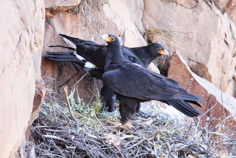 Verreaux's Eagle