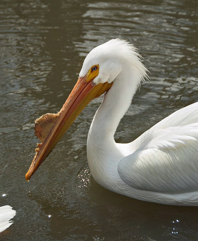 Пеликан кудрявый (Pelecanus crispus)