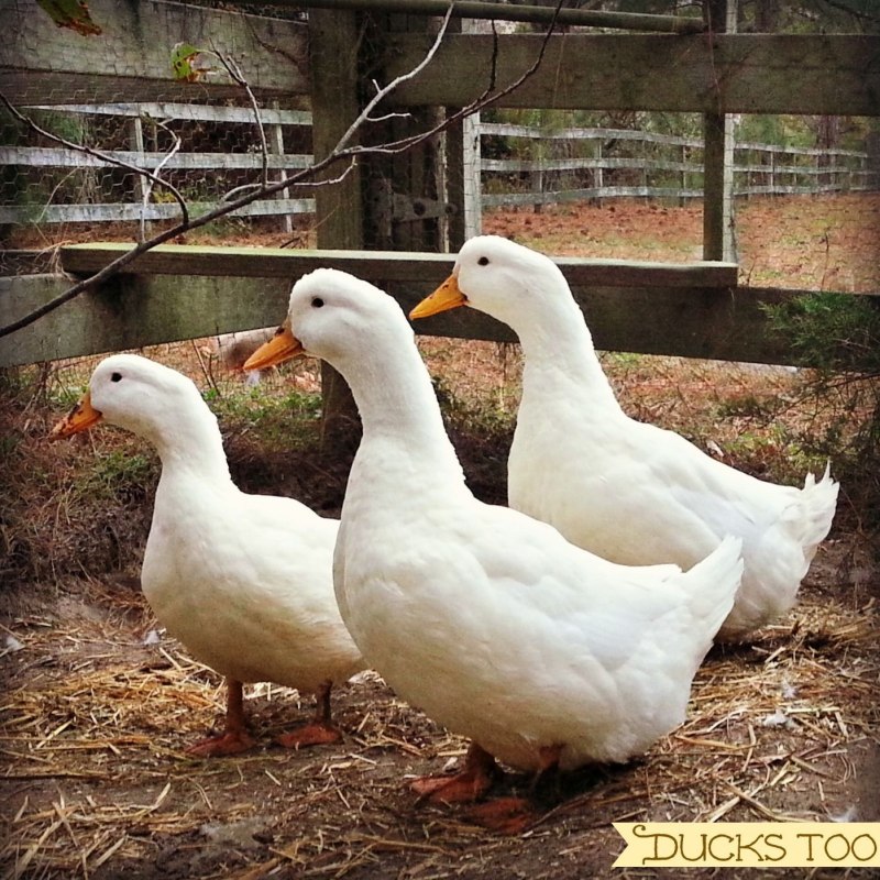 Власова Ирина Александровна Красногорск Duck Pekin
