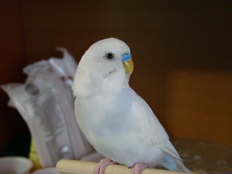 Попугай Sultan papağani