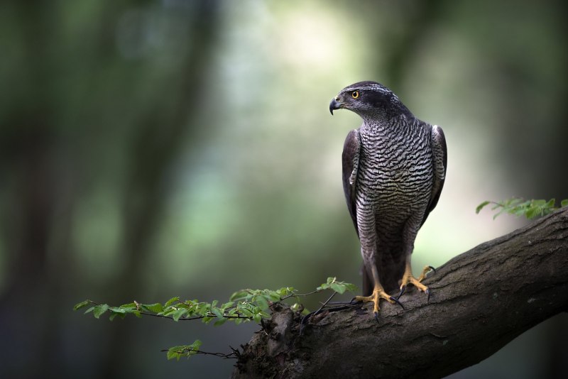 Тетеревятник (Accipiter gentilis)