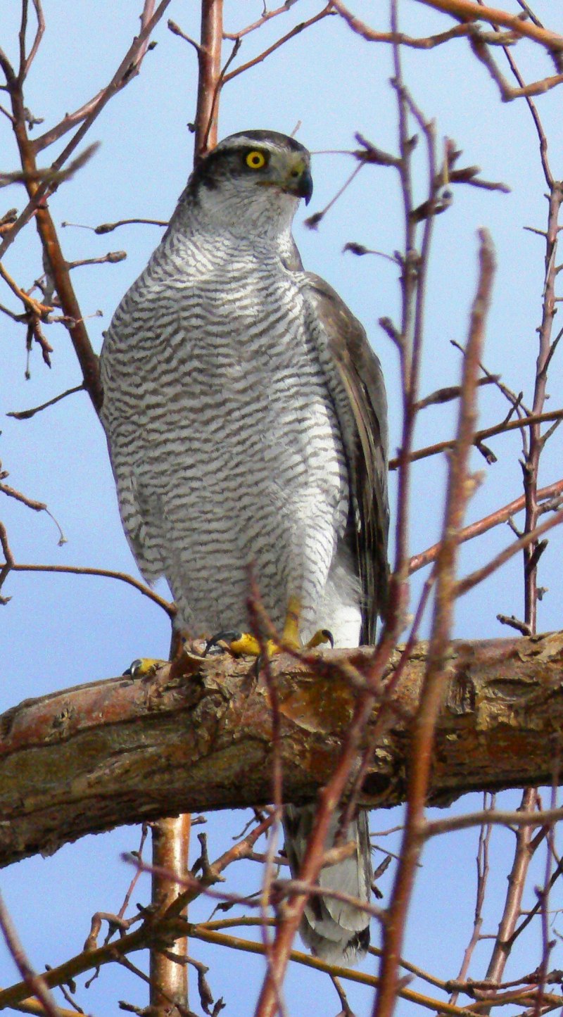 Тетеревятник (Accipiter gentilis)