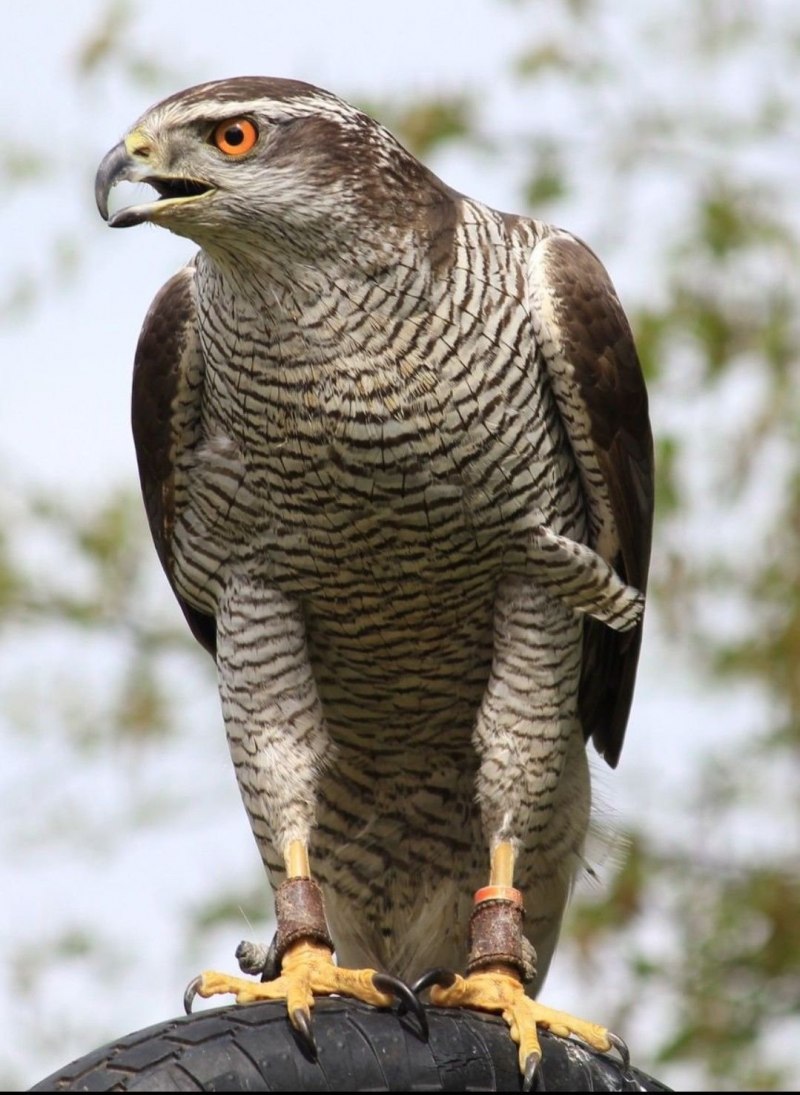 Тетеревятник (Accipiter gentilis)