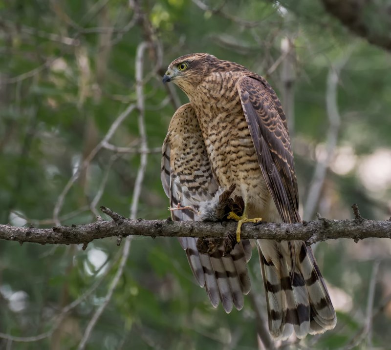 Камчатский тетеревятник Accipiter gentilis albidus