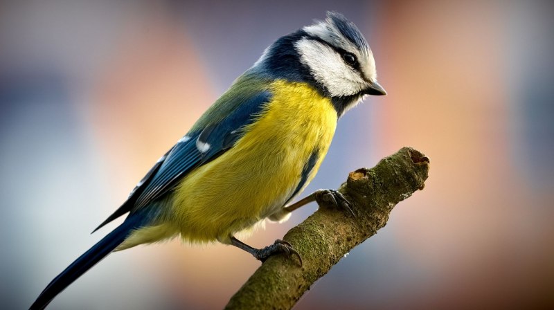 Titmouse синица