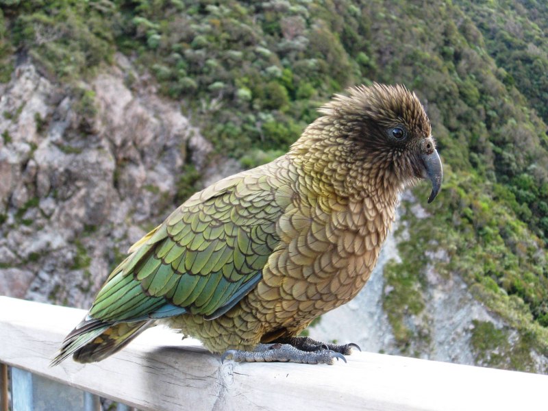 Lea Lovebird актриса