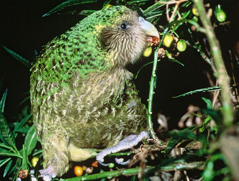Strigops habroptila