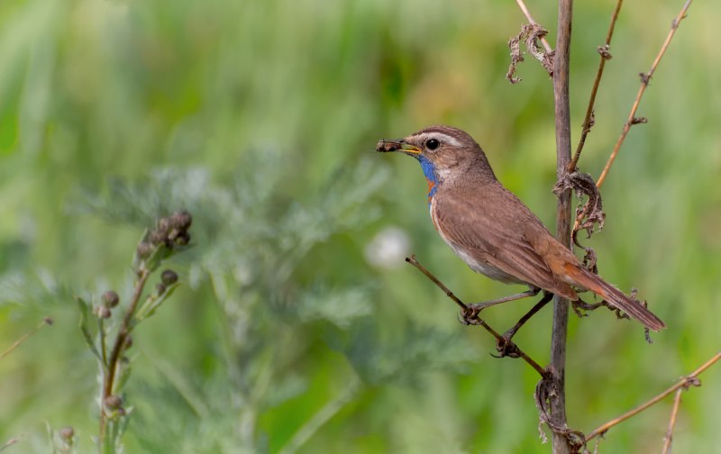 Варакушка (Luscinia svecica)