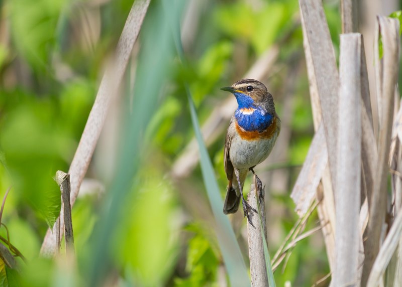Luscinia svecica