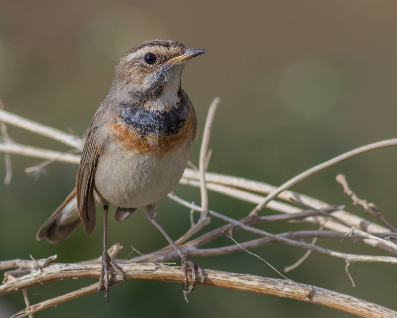 . Варакушка (Cyanosylvia svecica)