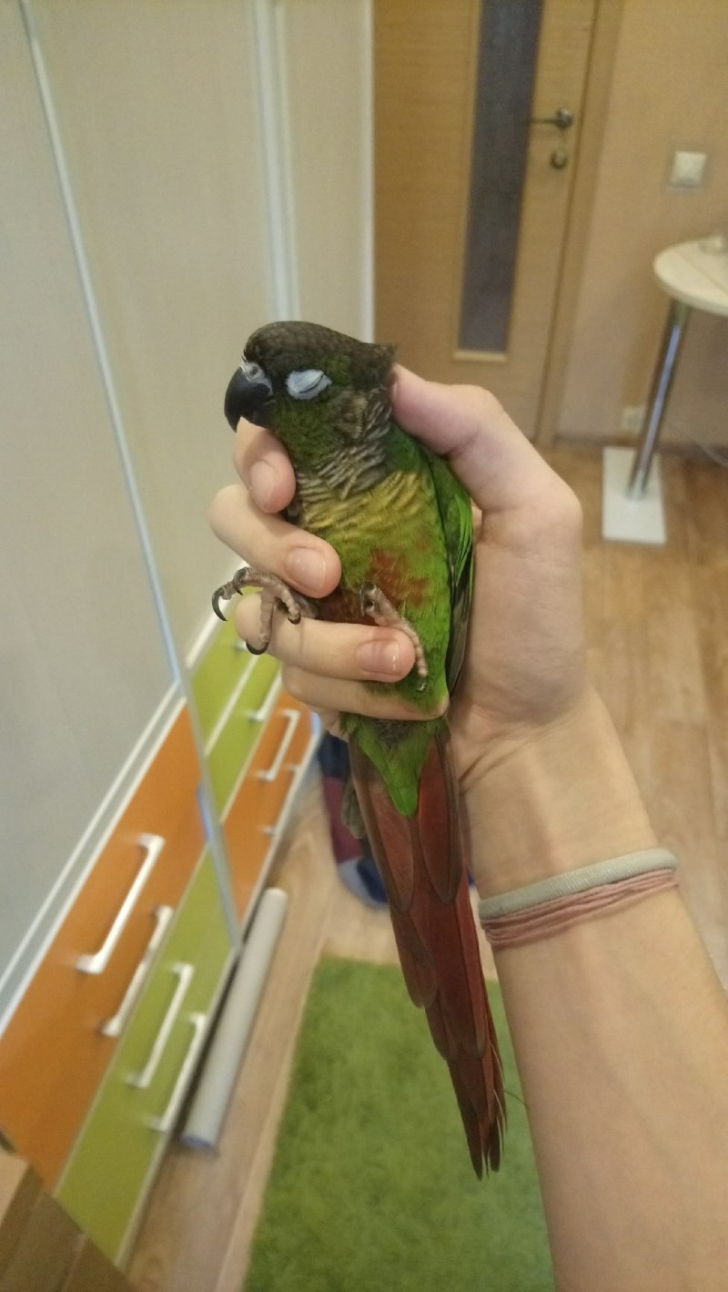 Марк клювик