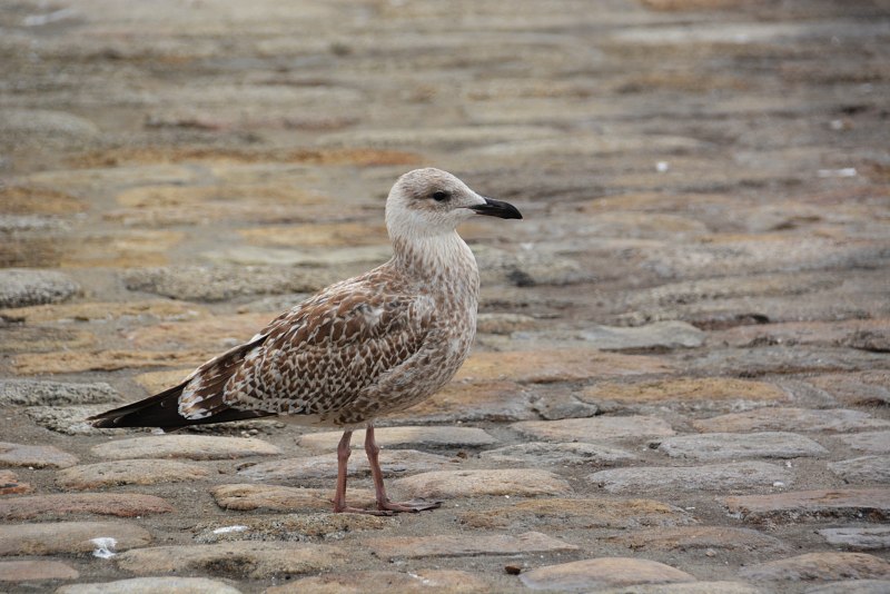 Чайка Larus