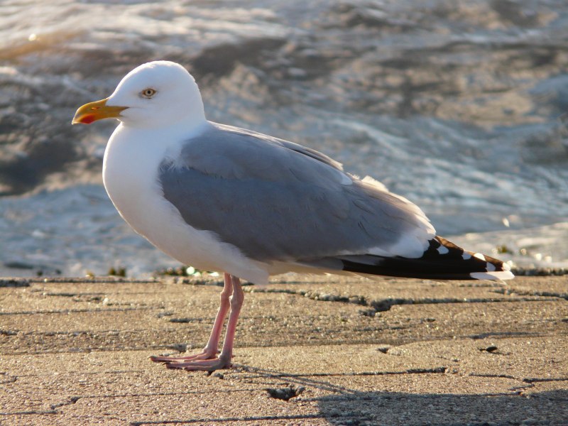 Чайка Seagull