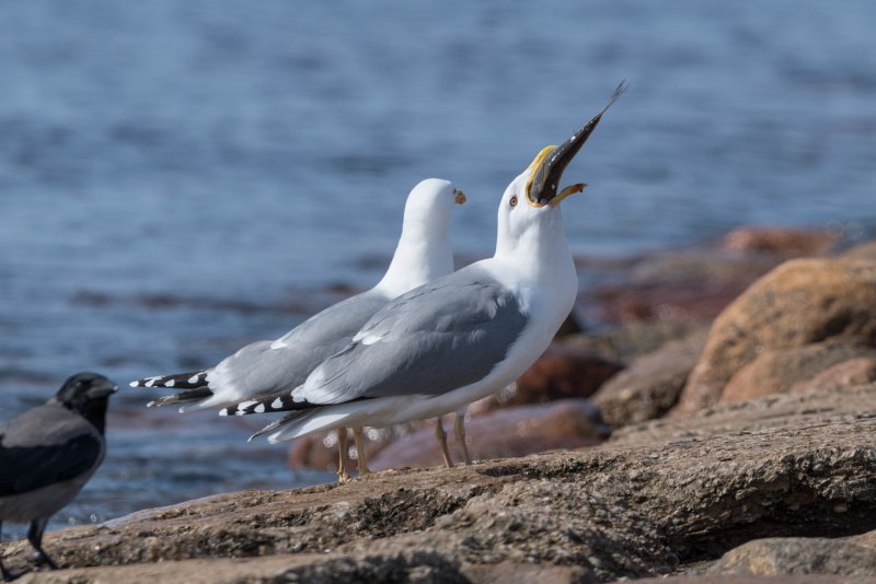 Серебристая Чайка Larus argentatus