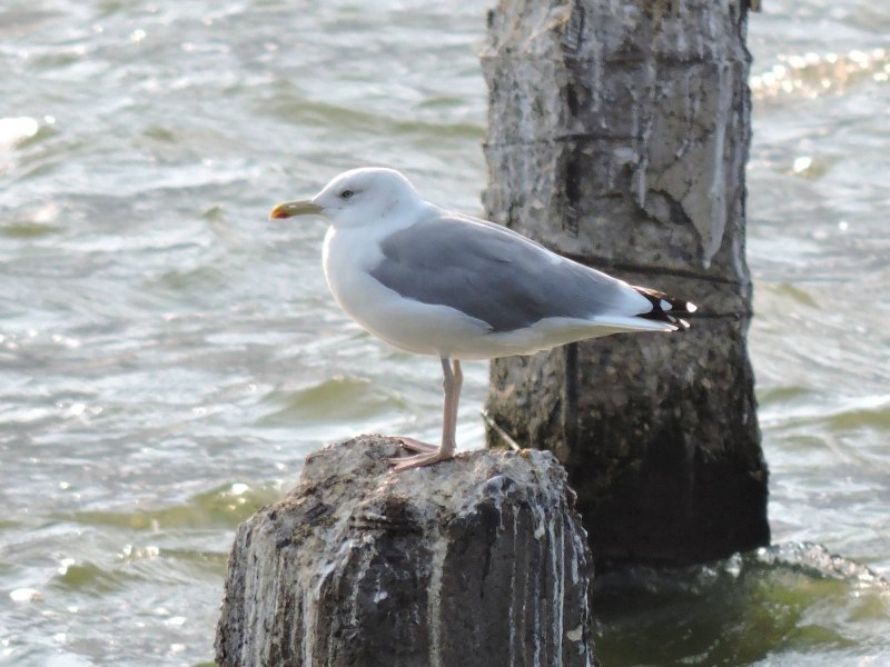 Larus smithsonianus