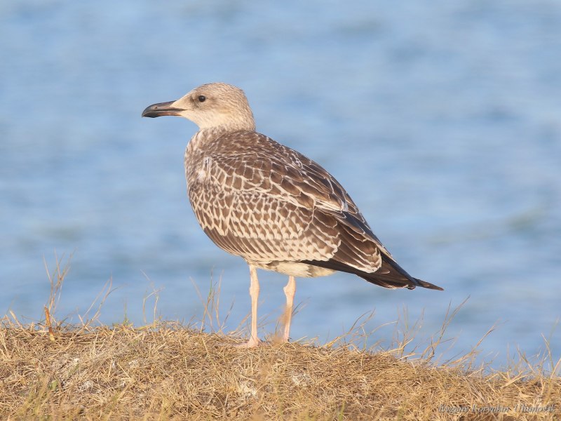 Herring Gull