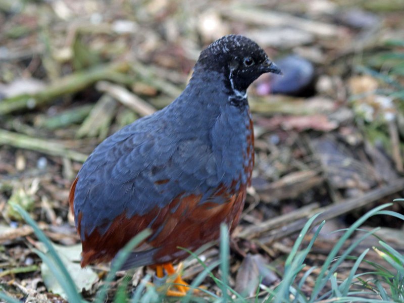 Quail Foreign books