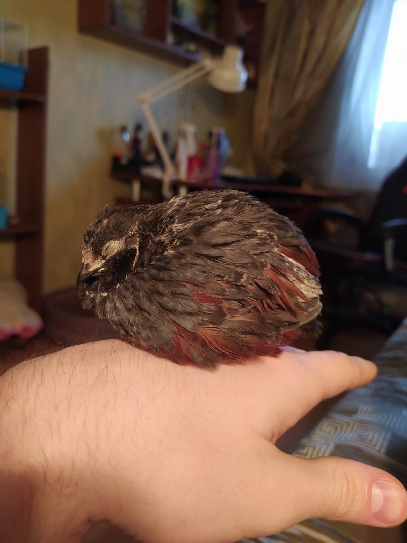 Blue-breasted Quail
