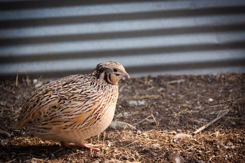 Перепел расписной Coturnix chinensis