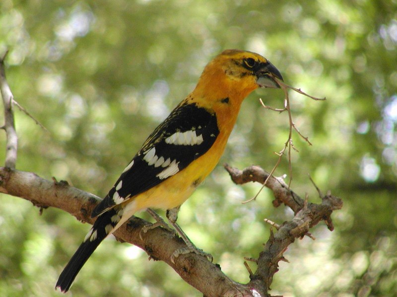 Yellow-shouldered Grosbeak