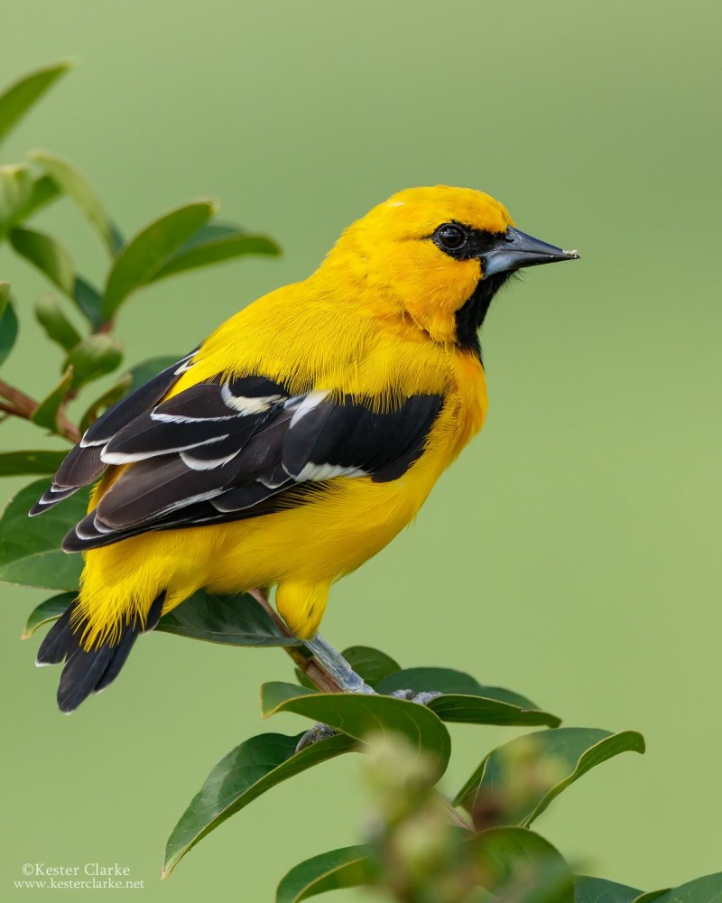 Icterus nigrogularis