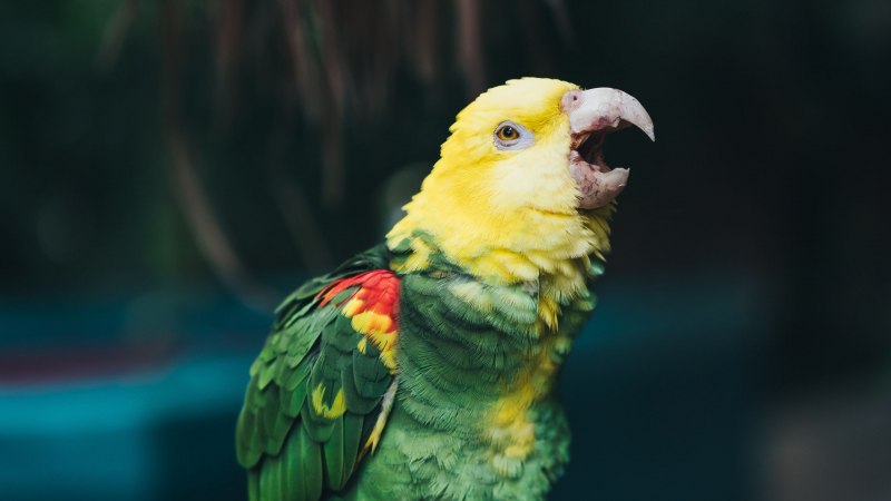 Попугаи порода Cockatiel неон
