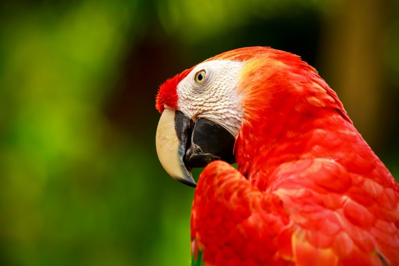 Красный попугай Lorikeet