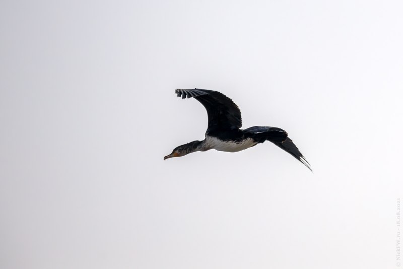 Больших Бакланов (Phalacrocorax Carbo)