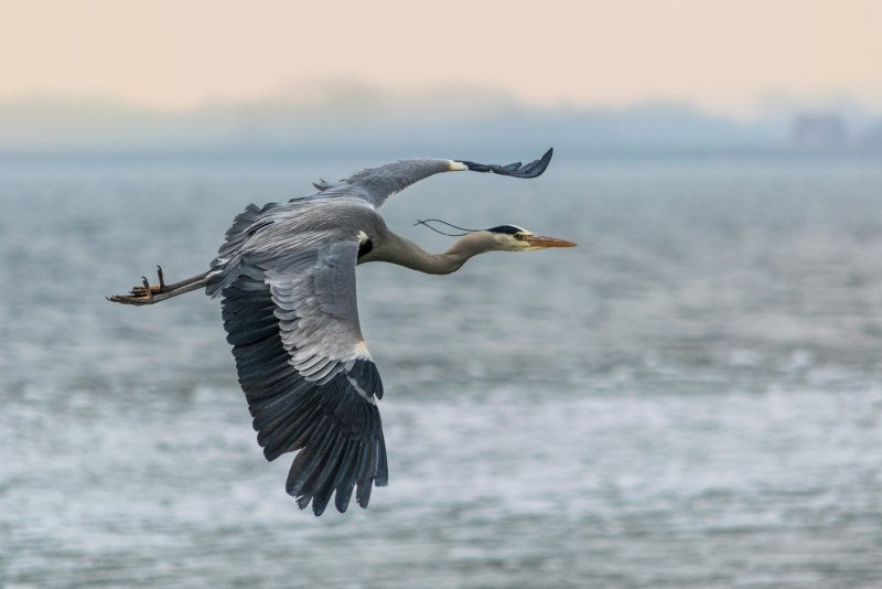 Blue eyed Cormorant Diet