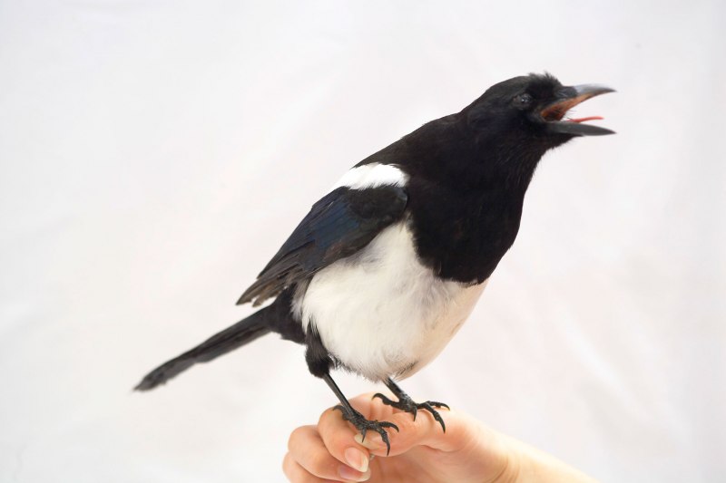 Pica nuttalli — Калифорнийская сорока