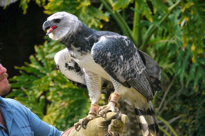 Harpy Eagle птица
