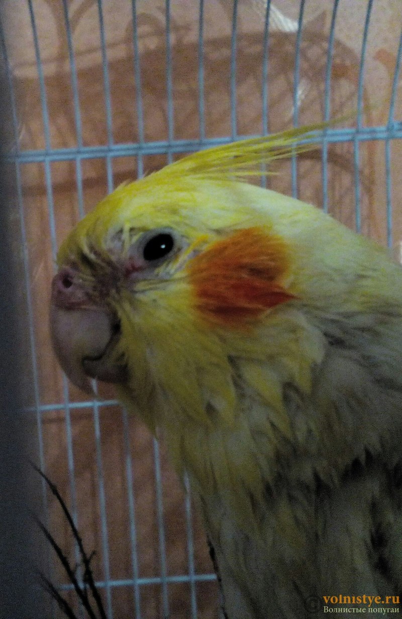 Корелла зевает