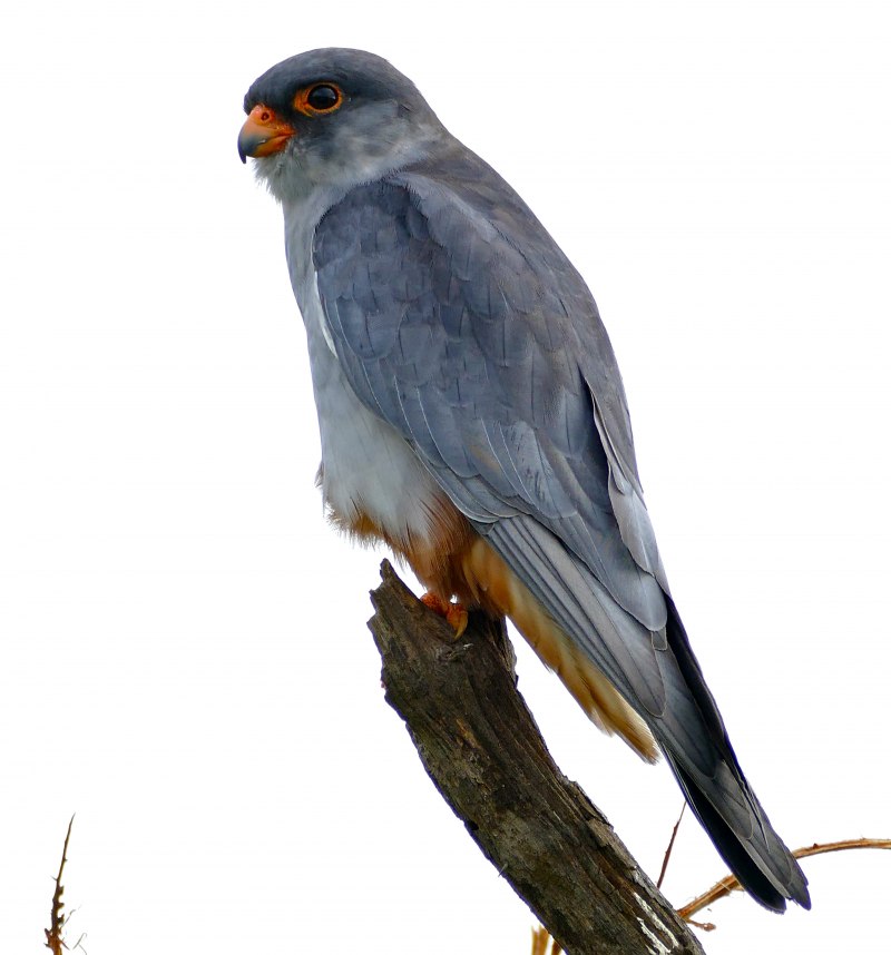 Кобчик Falco vespertinus Linnaeus