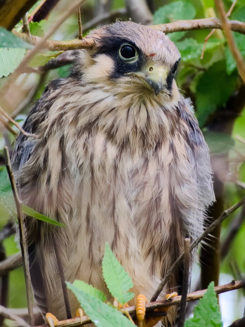 Кобчик Falco vespertinus Linnaeus