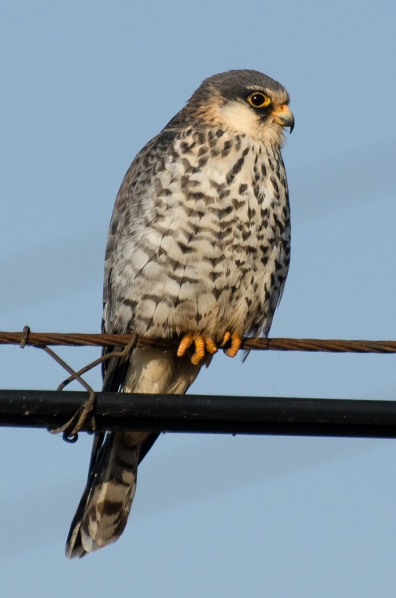 Кобчик (Falco vespertinus)