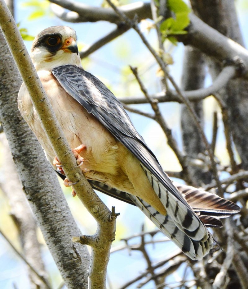 Кобчик (Falco vespertinus)