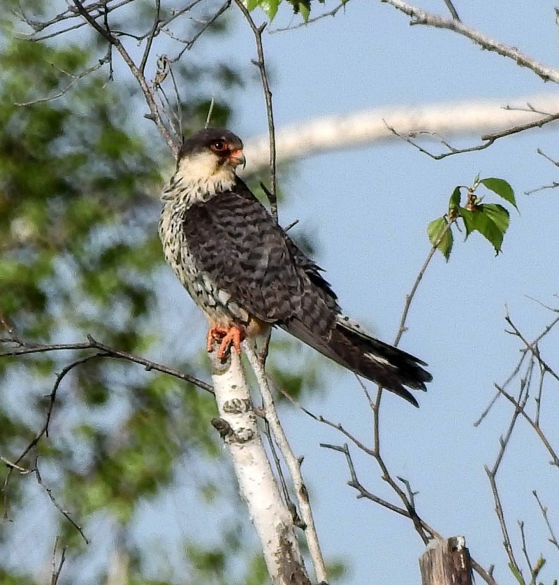 Амурский Кобчик